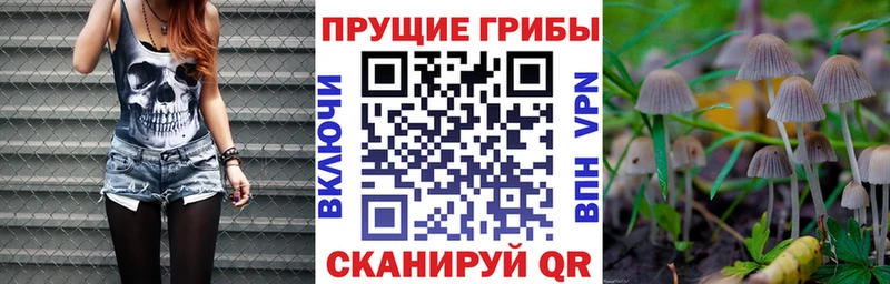 Псилоцибиновые грибы Psilocybe  дарк нет официальный сайт  Каменск-Уральский  наркошоп 